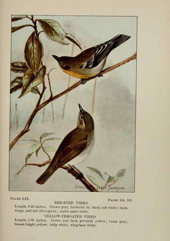 Reproducción/Reproduction 5978311516: Bird-life : a guide to the study of our common birds New York :Appleton,1900