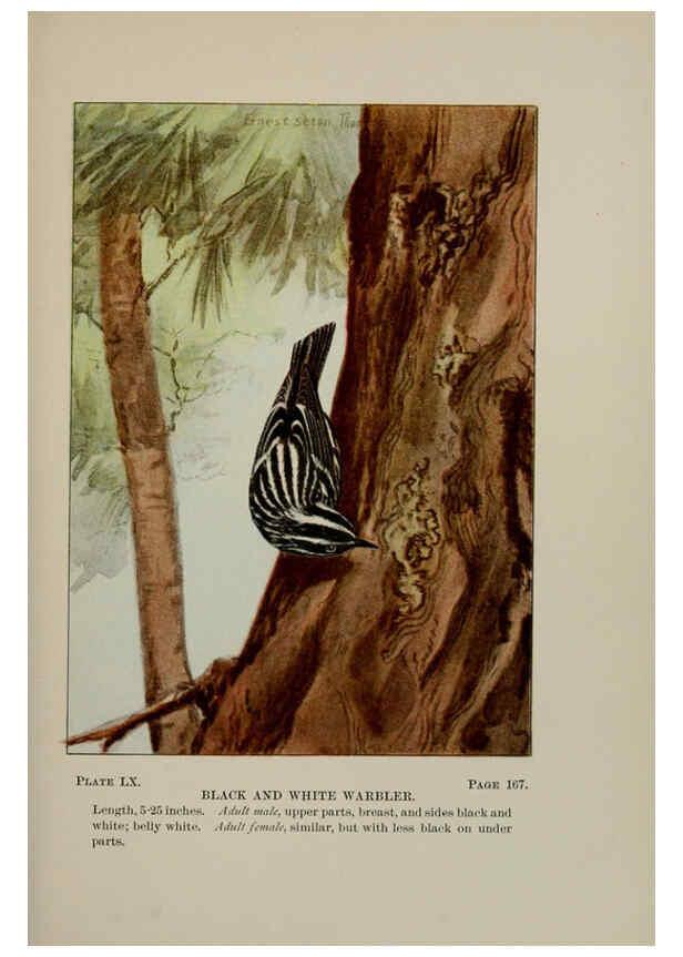 Reproducción/Reproduction 5977751777: Bird-life : a guide to the study of our common birds New York :Appleton,1900