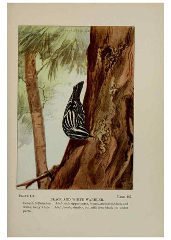 Reproducción/Reproduction 5977751777: Bird-life : a guide to the study of our common birds New York :Appleton,1900