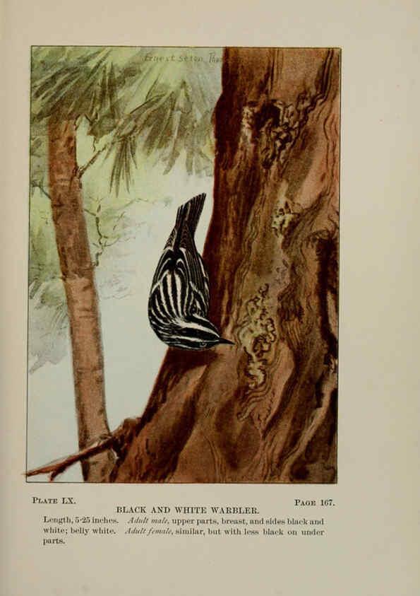Reproducción/Reproduction 5977751777: Bird-life : a guide to the study of our common birds New York :Appleton,1900