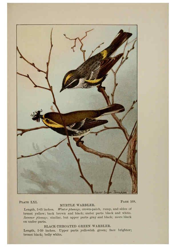 Reproducción/Reproduction 5977752271: Bird-life : a guide to the study of our common birds New York :Appleton,1900