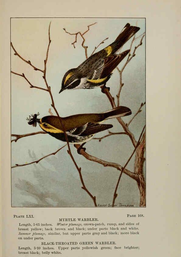 Reproducción/Reproduction 5977752271: Bird-life : a guide to the study of our common birds New York :Appleton,1900