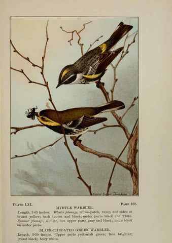 Reproducción/Reproduction 5977752271: Bird-life : a guide to the study of our common birds New York :Appleton,1900