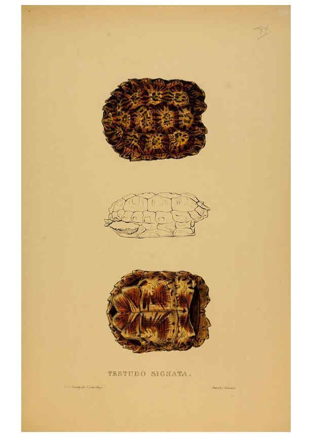Reproducción/Reproduction 5977780443: Tortoises, terrapins, and turtles London, Paris, and Frankfort :H. Sotheran, J. Baer & co.,1872
