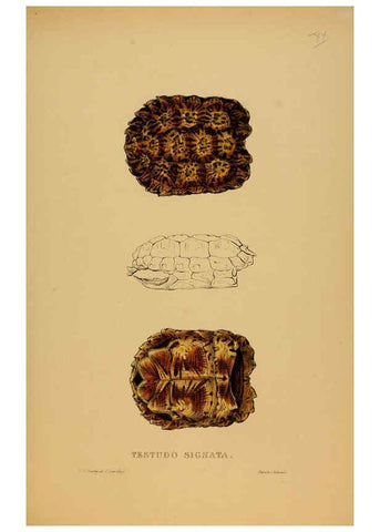 Reproducción/Reproduction 5977780443: Tortoises, terrapins, and turtles London, Paris, and Frankfort :H. Sotheran, J. Baer & co.,1872
