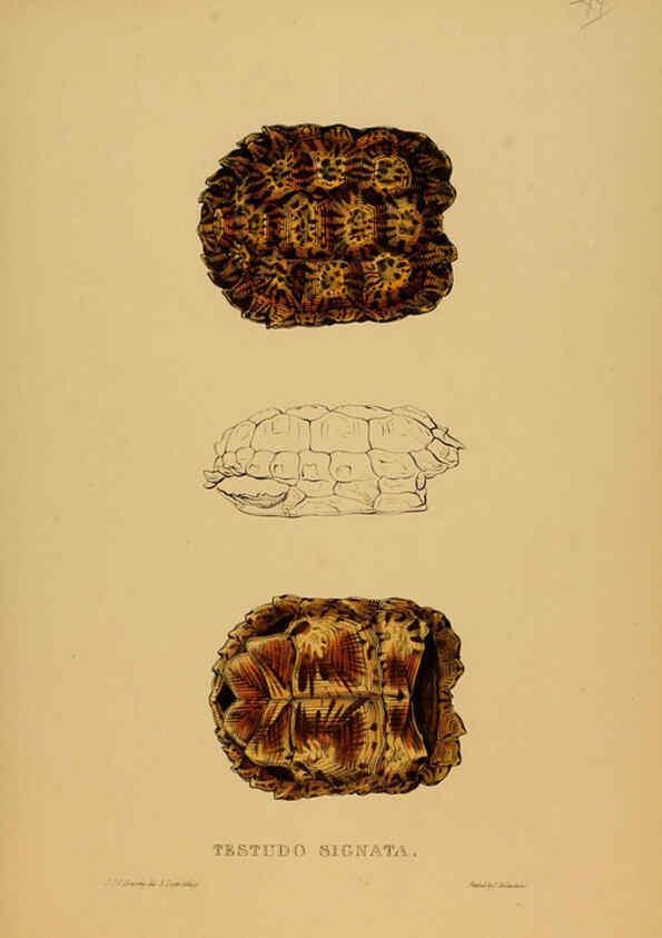 Reproducción/Reproduction 5977780443: Tortoises, terrapins, and turtles London, Paris, and Frankfort :H. Sotheran, J. Baer & co.,1872