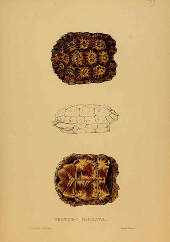 Reproducción/Reproduction 5977780443: Tortoises, terrapins, and turtles London, Paris, and Frankfort :H. Sotheran, J. Baer & co.,1872
