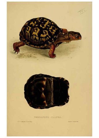 Reproducción/Reproduction 5978340926: Tortoises, terrapins, and turtles London, Paris, and Frankfort :H. Sotheran, J. Baer & co.,1872