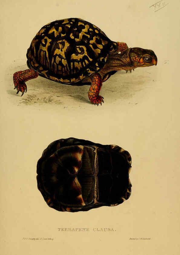 Reproducción/Reproduction 5978340926: Tortoises, terrapins, and turtles London, Paris, and Frankfort :H. Sotheran, J. Baer & co.,1872