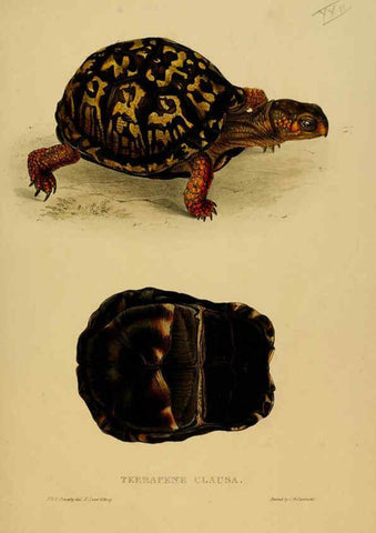 Reproducción/Reproduction 5978340926: Tortoises, terrapins, and turtles London, Paris, and Frankfort :H. Sotheran, J. Baer & co.,1872