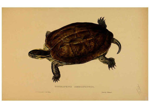 Reproducción/Reproduction 5978341224: Tortoises, terrapins, and turtles London, Paris, and Frankfort :H. Sotheran, J. Baer & co.,1872
