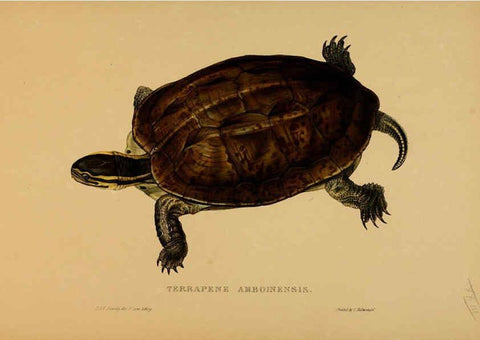 Reproducción/Reproduction 5978341224: Tortoises, terrapins, and turtles London, Paris, and Frankfort :H. Sotheran, J. Baer & co.,1872