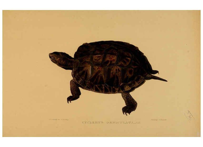 Reproducción/Reproduction 5977781797: Tortoises, terrapins, and turtles London, Paris, and Frankfort :H. Sotheran, J. Baer & co.,1872