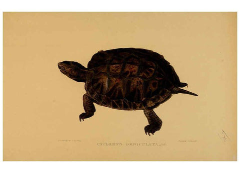 Reproducción/Reproduction 5977781797: Tortoises, terrapins, and turtles London, Paris, and Frankfort :H. Sotheran, J. Baer & co.,1872