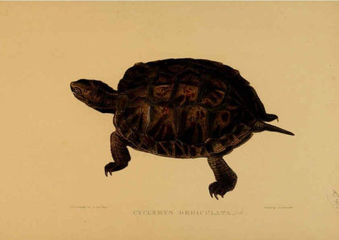 Reproducción/Reproduction 5977781797: Tortoises, terrapins, and turtles London, Paris, and Frankfort :H. Sotheran, J. Baer & co.,1872