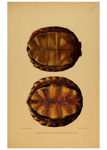 Reproducción/Reproduction 5977782165: Tortoises, terrapins, and turtles London, Paris, and Frankfort :H. Sotheran, J. Baer & co.,1872