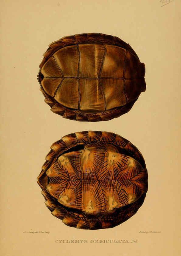 Reproducción/Reproduction 5977782165: Tortoises, terrapins, and turtles London, Paris, and Frankfort :H. Sotheran, J. Baer & co.,1872