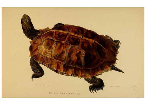 Reproducción/Reproduction 5978342434: Tortoises, terrapins, and turtles London, Paris, and Frankfort :H. Sotheran, J. Baer & co.,1872