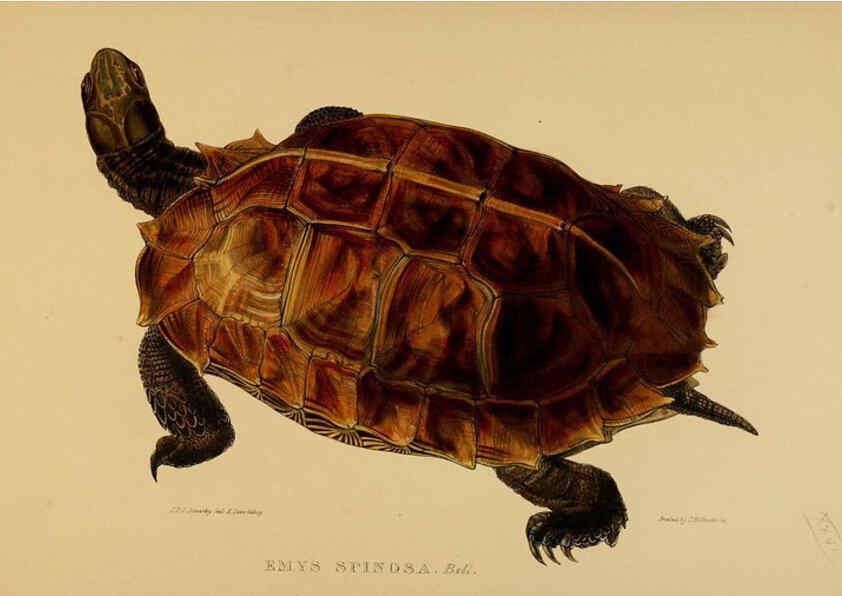 Reproducción/Reproduction 5978342434: Tortoises, terrapins, and turtles London, Paris, and Frankfort :H. Sotheran, J. Baer & co.,1872