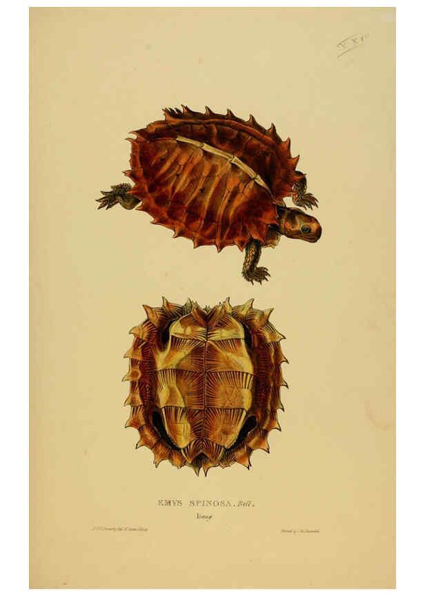 Reproducción/Reproduction 5977782617: Tortoises, terrapins, and turtles London, Paris, and Frankfort :H. Sotheran, J. Baer & co.,1872