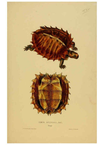 Reproducción/Reproduction 5977782617: Tortoises, terrapins, and turtles London, Paris, and Frankfort :H. Sotheran, J. Baer & co.,1872