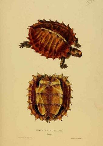 Reproducción/Reproduction 5977782617: Tortoises, terrapins, and turtles London, Paris, and Frankfort :H. Sotheran, J. Baer & co.,1872