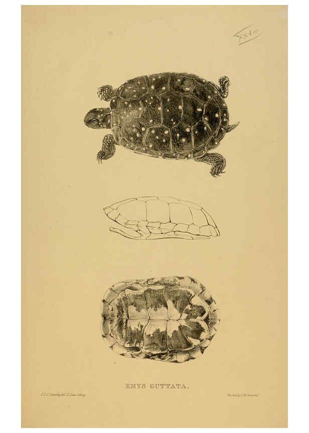 Reproducción/Reproduction 5977782993: Tortoises, terrapins, and turtles London, Paris, and Frankfort :H. Sotheran, J. Baer & co.,1872