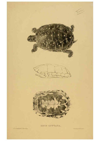 Reproducción/Reproduction 5977782993: Tortoises, terrapins, and turtles London, Paris, and Frankfort :H. Sotheran, J. Baer & co.,1872