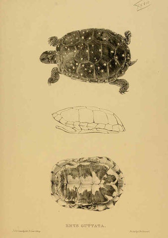 Reproducción/Reproduction 5977782993: Tortoises, terrapins, and turtles London, Paris, and Frankfort :H. Sotheran, J. Baer & co.,1872