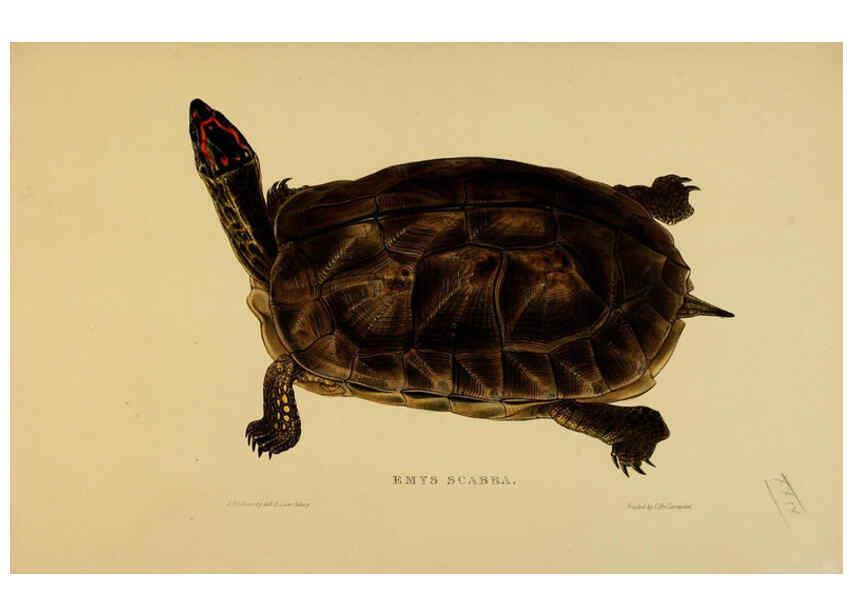 Reproducción/Reproduction 5977783317: Tortoises, terrapins, and turtles London, Paris, and Frankfort :H. Sotheran, J. Baer & co.,1872
