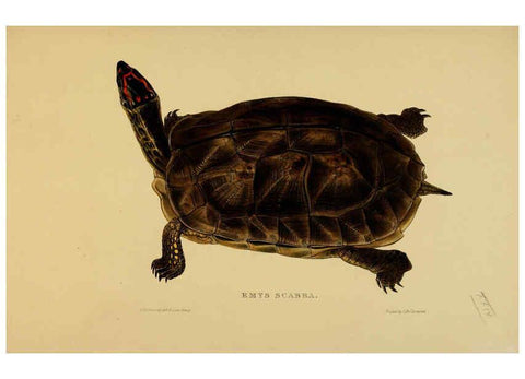 Reproducción/Reproduction 5977783317: Tortoises, terrapins, and turtles London, Paris, and Frankfort :H. Sotheran, J. Baer & co.,1872
