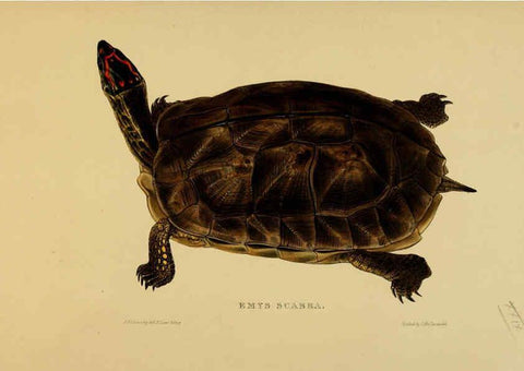 Reproducción/Reproduction 5977783317: Tortoises, terrapins, and turtles London, Paris, and Frankfort :H. Sotheran, J. Baer & co.,1872