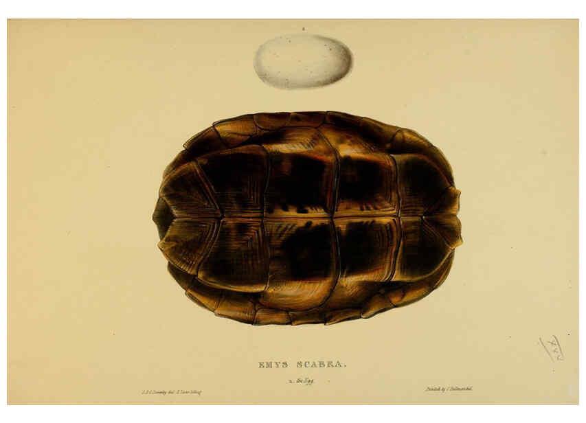 Reproducción/Reproduction 5977783705: Tortoises, terrapins, and turtles London, Paris, and Frankfort :H. Sotheran, J. Baer & co.,1872
