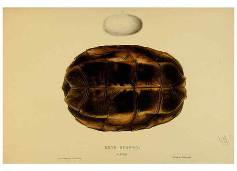 Reproducción/Reproduction 5977783705: Tortoises, terrapins, and turtles London, Paris, and Frankfort :H. Sotheran, J. Baer & co.,1872
