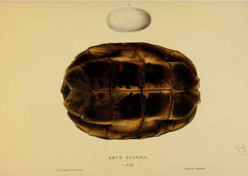 Reproducción/Reproduction 5977783705: Tortoises, terrapins, and turtles London, Paris, and Frankfort :H. Sotheran, J. Baer & co.,1872
