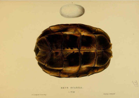 Reproducción/Reproduction 5977783705: Tortoises, terrapins, and turtles London, Paris, and Frankfort :H. Sotheran, J. Baer & co.,1872
