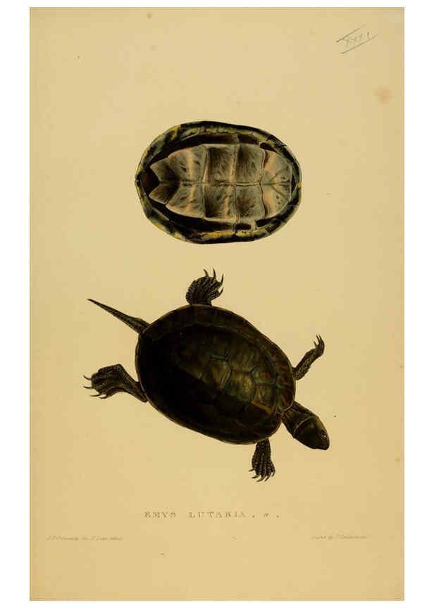Reproducción/Reproduction 5977784045: Tortoises, terrapins, and turtles London, Paris, and Frankfort :H. Sotheran, J. Baer & co.,1872