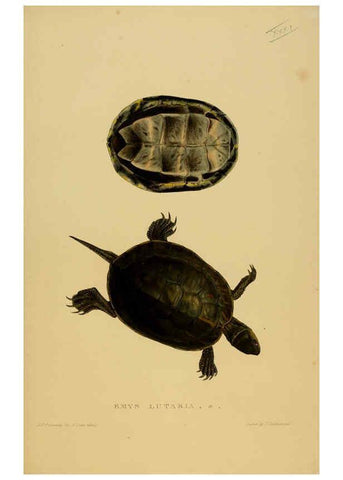 Reproducción/Reproduction 5977784045: Tortoises, terrapins, and turtles London, Paris, and Frankfort :H. Sotheran, J. Baer & co.,1872