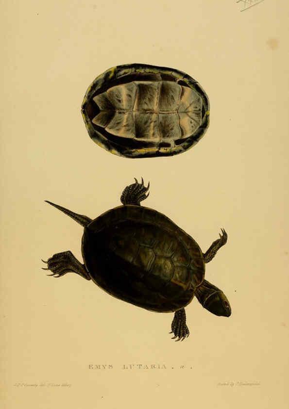 Reproducción/Reproduction 5977784045: Tortoises, terrapins, and turtles London, Paris, and Frankfort :H. Sotheran, J. Baer & co.,1872