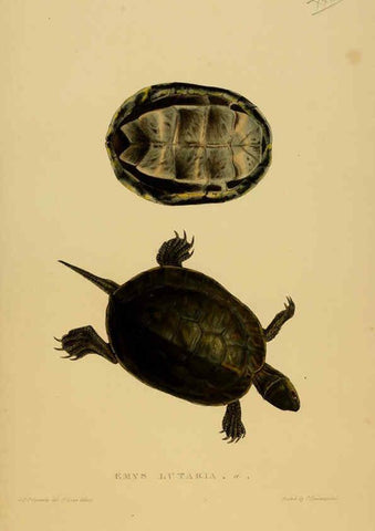 Reproducción/Reproduction 5977784045: Tortoises, terrapins, and turtles London, Paris, and Frankfort :H. Sotheran, J. Baer & co.,1872