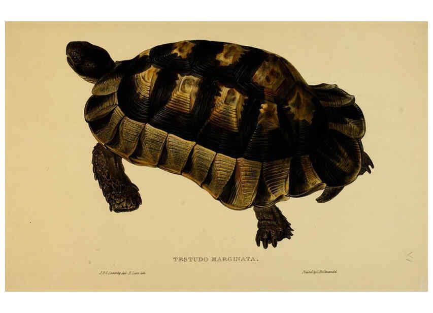 Reproducción/Reproduction 5977784395: Tortoises, terrapins, and turtles London, Paris, and Frankfort :H. Sotheran, J. Baer & co.,1872
