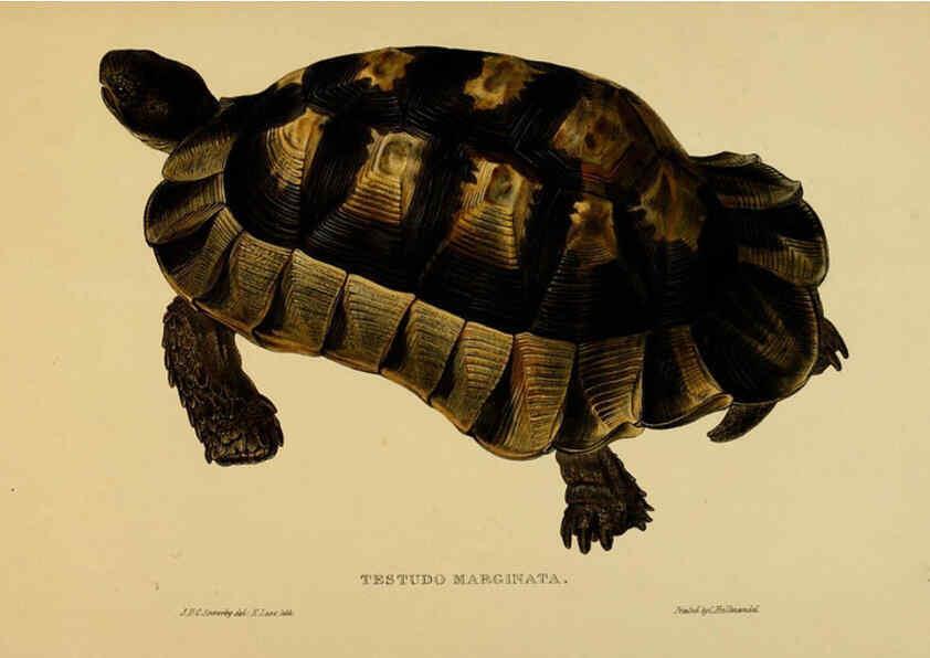 Reproducción/Reproduction 5977784395: Tortoises, terrapins, and turtles London, Paris, and Frankfort :H. Sotheran, J. Baer & co.,1872