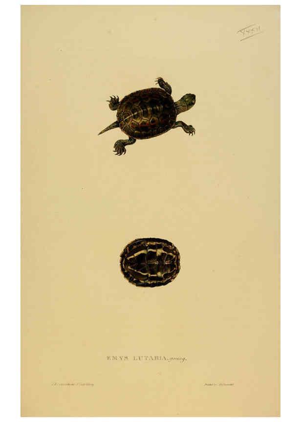 Reproducción/Reproduction 5977784759: Tortoises, terrapins, and turtles London, Paris, and Frankfort :H. Sotheran, J. Baer & co.,1872