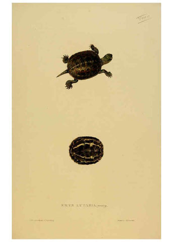 Reproducción/Reproduction 5977784759: Tortoises, terrapins, and turtles London, Paris, and Frankfort :H. Sotheran, J. Baer & co.,1872