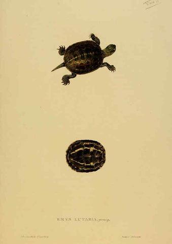 Reproducción/Reproduction 5977784759: Tortoises, terrapins, and turtles London, Paris, and Frankfort :H. Sotheran, J. Baer & co.,1872