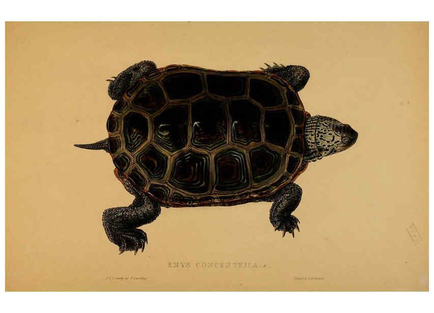 Reproducción/Reproduction 5977785125: Tortoises, terrapins, and turtles London, Paris, and Frankfort :H. Sotheran, J. Baer & co.,1872