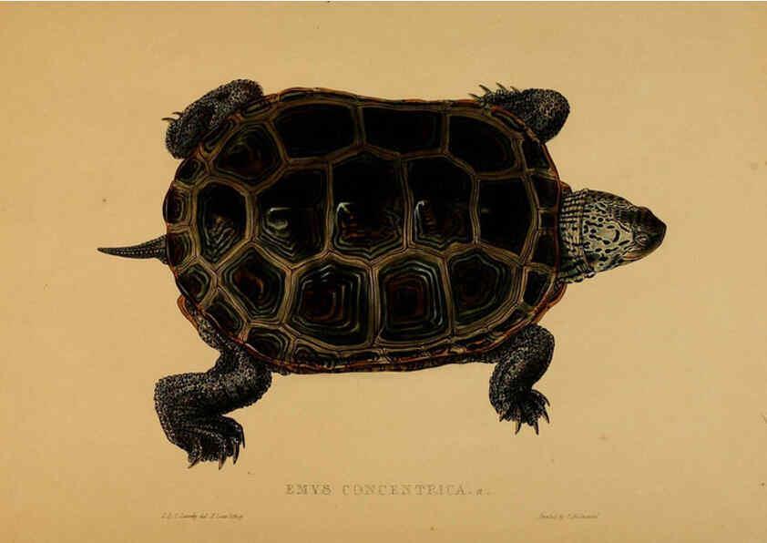 Reproducción/Reproduction 5977785125: Tortoises, terrapins, and turtles London, Paris, and Frankfort :H. Sotheran, J. Baer & co.,1872