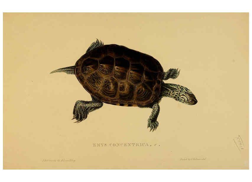 Reproducción/Reproduction 5977785343: Tortoises, terrapins, and turtles London, Paris, and Frankfort :H. Sotheran, J. Baer & co.,1872