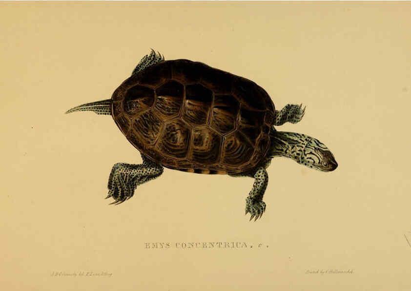 Reproducción/Reproduction 5977785343: Tortoises, terrapins, and turtles London, Paris, and Frankfort :H. Sotheran, J. Baer & co.,1872