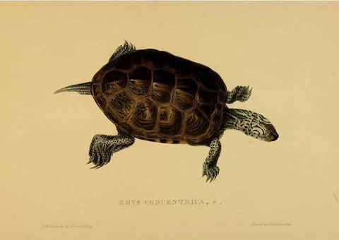 Reproducción/Reproduction 5977785343: Tortoises, terrapins, and turtles London, Paris, and Frankfort :H. Sotheran, J. Baer & co.,1872